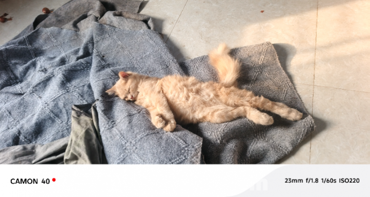 পার্সিয়ান ডাবল কোট